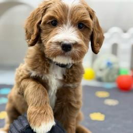 Yukon -Gray collar male - Red  male Goldendoodle puppy in Yuciapa, California from AlltheDoodlez_