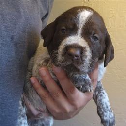 Boy 2 - Brown and gray male Wirehaired Pointing Griffon puppy in Emmett, Idaho from Idaho Wirehaired Pointing Griffons