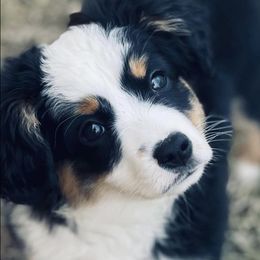 Miniature Australian Shepherds from Two-Three Aussies