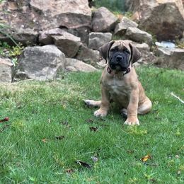 Boerboel Puppies from Indian Ridge Boerboels