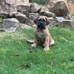 Boerboel Puppies from Indian Ridge Boerboels