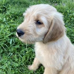 Bernedoodles and Goldendoodles from WaggingTailz
