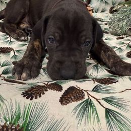 "Pumpkin Pie" - Great Dane puppy from Ferguson Family Danes LLC