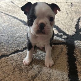 Australian Shepherd and Boston Terrier Puppies from PrimaShowDogs