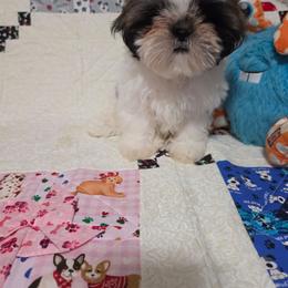 Boy 2 - White male Shih Tzu puppy in Owensboro, Kentucky from AKA Shih Tzu