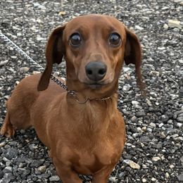 Skeeter - Dachshund