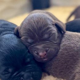 Red Collar - Chocolate female Labrador Retriever puppy in Somerset, California from Cantina Labs and Cavs