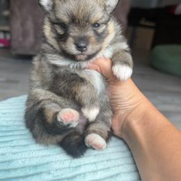 Maye - Wolf sable female Pomsky puppy in Coos Bay, Oregon from Ocean View Pomskies