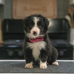 Champange (Pink) - Tri-color female Border Collie puppy in Lodi, California from R3 Sport Dogs (Rafter 3 Ranch)