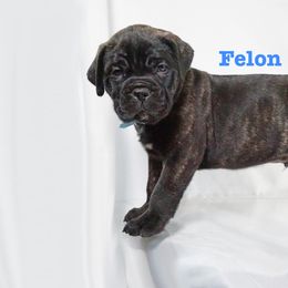 Cane Corso Puppies from Prestigious K9