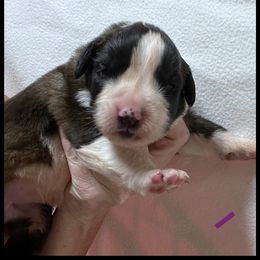 Purple - Mahogany and white female Saint Bernard puppy in New Philadelphia, Ohio from Fletchers Saints