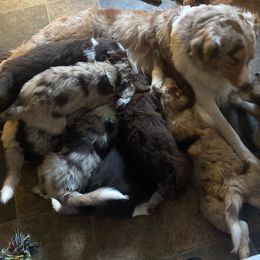 Aussiedoodle Puppies from Drew’s Aussies & Doodles