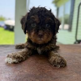 Beefcake - Brown white and tan male Cockapoo puppy in Albany, Kentucky from Windy Pines Farm