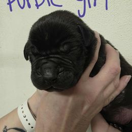 Purple collar female - Black female Boerboel puppy in Rockford, Illinois from Adoraboerboels