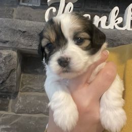 Girl 1 - Havanese puppy in Osceola, Indiana from LUV my HAVAMALT