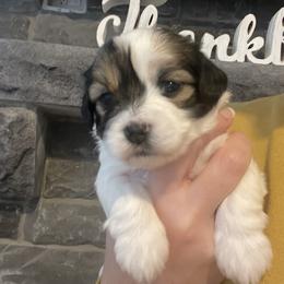 Girl 1 - Havanese puppy in Osceola, Indiana from LUV my HAVAMALT