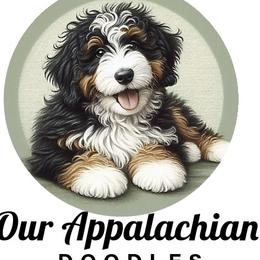 Bernedoodle puppies from Our Appalachian Doodles