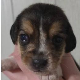 Iridescence - Black fawn and white female Beagle puppy in Brockway, Pennsylvania from Sugar Hill Hounds