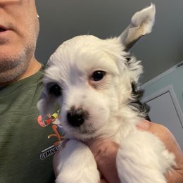 Chinese Crested Puppies from Kelly Hair