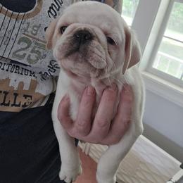 Banana - White male Pug puppy in Auburn, Kentucky from Prentice Family Pugs