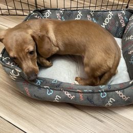Luigi - Fawn (isabella) and tan Dachshund puppy in Raleigh, North Carolina from Bluey’s Puppy Playhouse