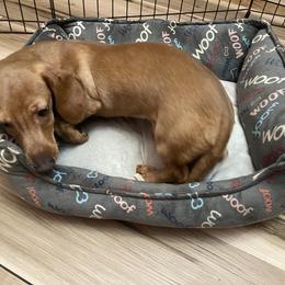 Luigi - Fawn (isabella) and tan Dachshund puppy in Raleigh, North Carolina from Bluey’s Puppy Playhouse