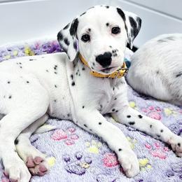 Kaa - White and black female Dalmatian puppy in Gray, Georgia from Fuller Spots