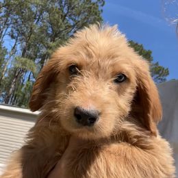 Labradoodle and Poodle Puppies from Hades Flame Kennel