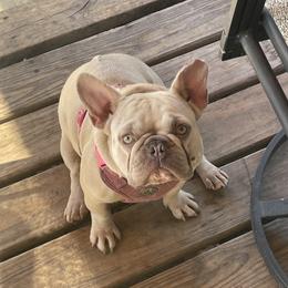 Peppa - French Bulldog