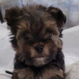 Great Dane and Yorkshire Terrier Puppies from Chuck City Danes