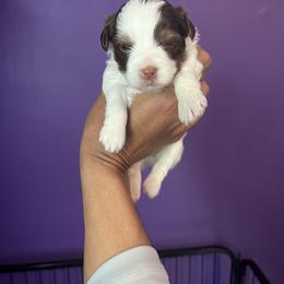 Rottweiler and Yorkshire Terrier Puppies from Superior Family Kennels