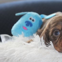 Morty - Chocolate and tan Dachshund puppy in Windsor, Colorado from Murry’s minis