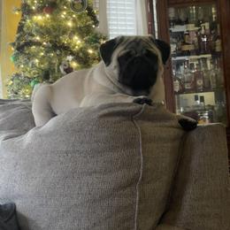 Bulldog and Pug Puppies from Love that bulldog lewter family