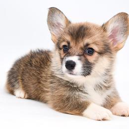 Auren - Sable female Pembroke Welsh Corgi puppy in San Antonio, Texas from Moxxi's Legacy Corgis