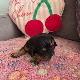 White girl - Black and tan female Cavalier King Charles Spaniel puppy in Medford, Oregon from Country Chic Cavaliers