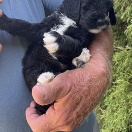 Count von Count - Black and white male Sheepadoodle puppy in Buford, Georgia from Guppy Puppies