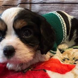 Cavalier King Charles Spaniel Puppies from Krawczyk's House of Cavaliers