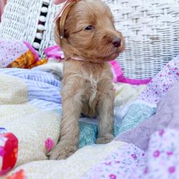 Pink collar - Apricot female Goldendoodle puppy in San Antonio, Texas from Pasatiempo Ranch