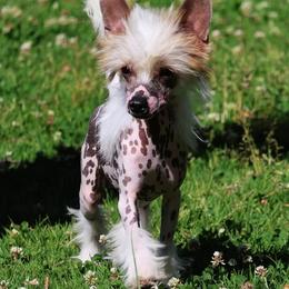 Chinese Crested and Great Dane Puppies from North Park Great Danes and Making Waves Chinese Cresteds