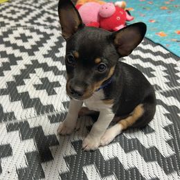 Rat Terrier Puppies from Simpson Family retrievers and Rattes