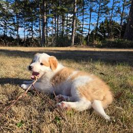 Brandy - Sable female Border Collie puppy in Piedmont, South Carolina from Soaring Borders Border Collies