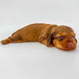 Lottie - Red female Dachshund puppy in Waddell, Arizona from Neu Doxies