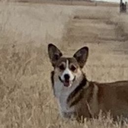 Rosie - Pembroke Welsh Corgi