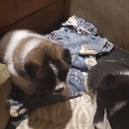 Akita Puppies from Jacqueline Newton's Akitas
