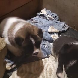 Akita Puppies from Jacqueline Newton's Akitas