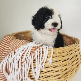 Rocky - Black and white male Sheepadoodle puppy in Tooele, Utah from Salt & Snow Pups