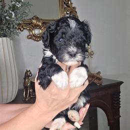 Waylon - male Golden Mountain Doodle puppy in Palestine, Texas from KK's Doodle Bunch