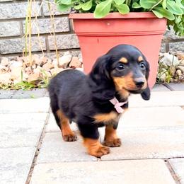 Sunny - Blue and tan female Dachshund puppy in Boston, Massachusetts from London’s puppies