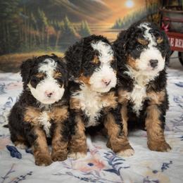 Bernedoodles from Green Ridge Puppies