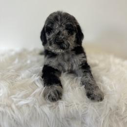 Vix - Merle male Goldendoodle puppy in Fairmount, Georgia from Muscadine Meadows Farm